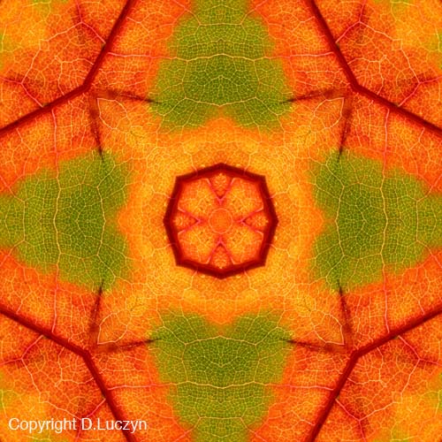 Mandala11