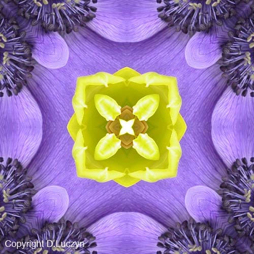 Mandala4lg