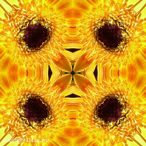 Mandala5rg