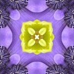 Mandala4lg