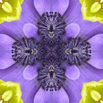 Mandala4lgb