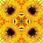Mandala5rg
