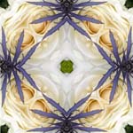 Mandala8wl