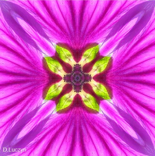 Mandala37