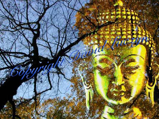 buddhabaum