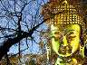buddhabaum