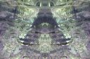 wassermann