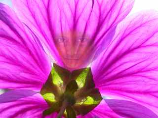 fairy, Blumenfee